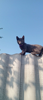 Объявление: 19 июля вечером пропал котенок 3 месяца,возле кирпичного переулка 4, 1 000 руб., Белгород
