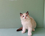 Кошки в Пензе: Котёнок породы Рэгдолл - Brain Мальчик, 65 000 руб. - фото 4