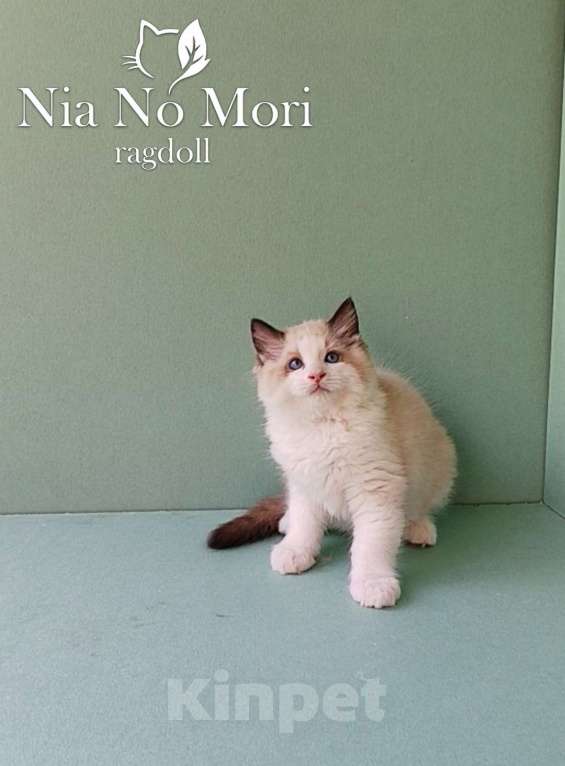 Кошки в Пензе: Котёнок породы Рэгдолл - Brain Мальчик, 65 000 руб. - фото 4