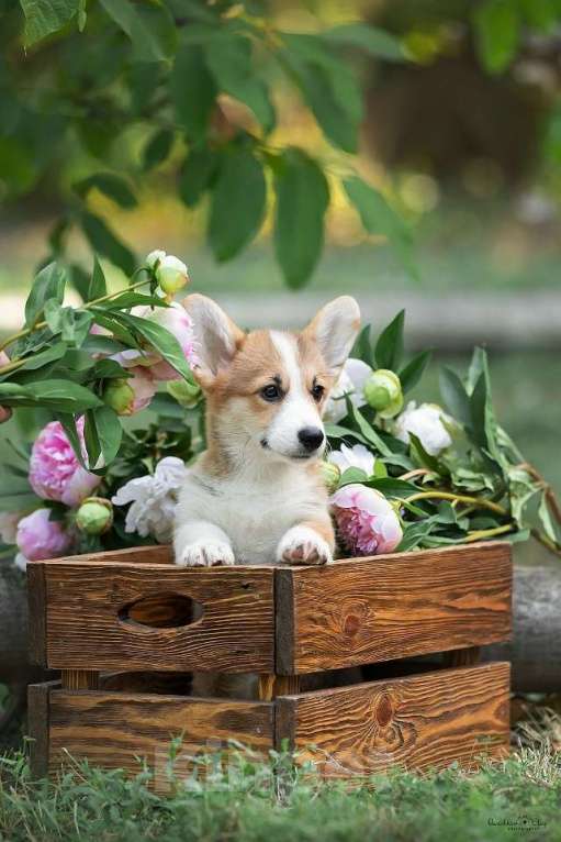 Собаки в Ростове-на-Дону: Девочки подрощенные вельш корги пемброк Девочка, 50 000 руб. - фото 4