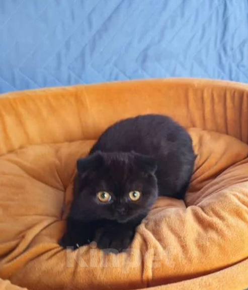 Кошки в Ульяновске: Шотландская вислоухая кошка (или скоттиш-фолд) Девочка, Бесплатно - фото 3