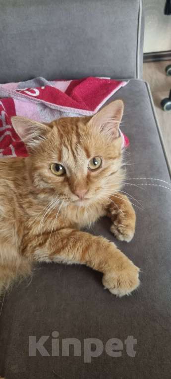 Кошки в Красноярске: Рыжый кот ищет добрых хозяев  Мальчик, Бесплатно - фото 7