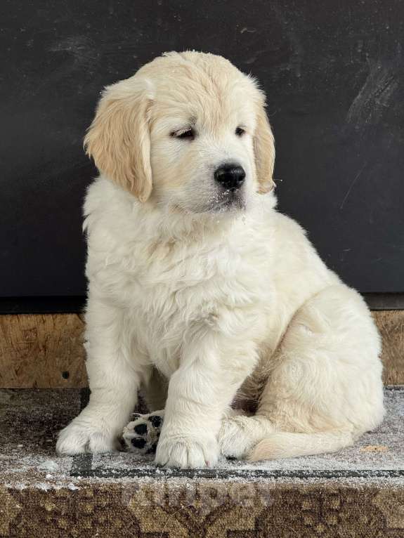 Собаки в других городах Челябинской области: Золотистый ретривер Мальчик, 90 000 руб. - фото 4