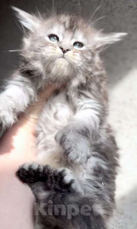 Кошки в Люберцах: Кошечка поли Юрга Девочка, 40 000 руб. - фото 4