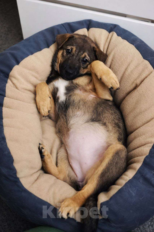 Собаки в Санкт-Петербурге: Малыши 3 месяца — найдены, ищут дом Девочка, Бесплатно - фото 1