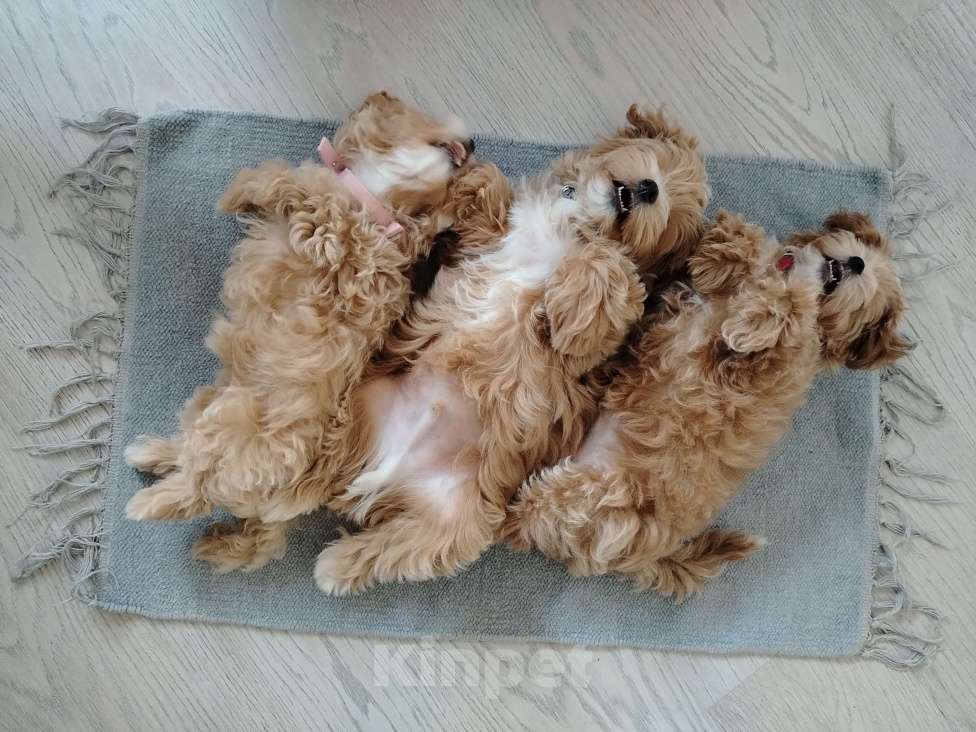 Собаки в других городах Московской области: Мальтипу Белла Девочка, 180 000 руб. - фото 3