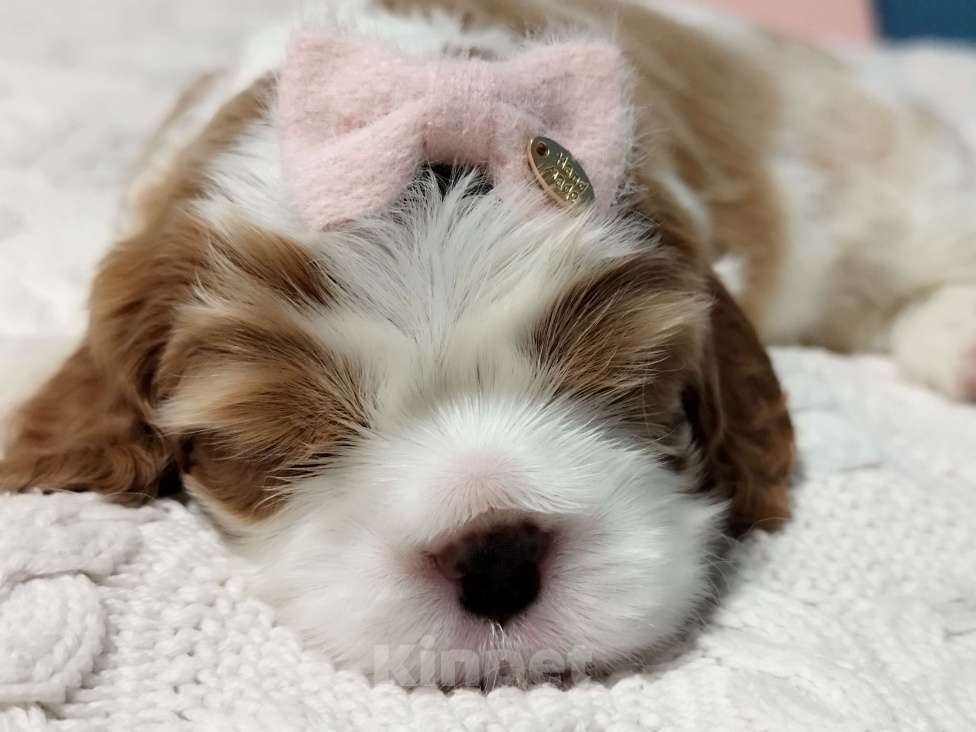 Собаки в Рязани: Кавалер кинг чарльз спаниель щенки Мальчик, 100 000 руб. - фото 3