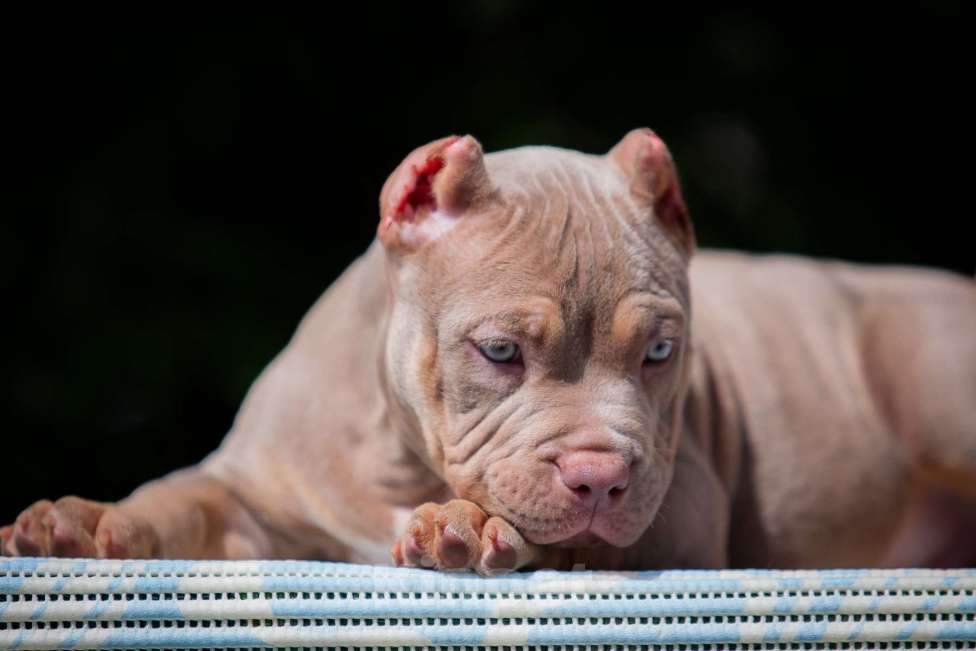 Собаки в Копейске: Американский булли девочки Девочка, 80 000 руб. - фото 4