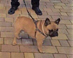 Собаки в Гуково: Пропала собака  французский бульдог Мальчик, 2 000 руб. - фото 1