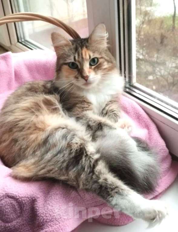 Кошки в Москве: Трехцветная пушистая Шаня, кошечка в добрые руки.   Девочка, Бесплатно - фото 6