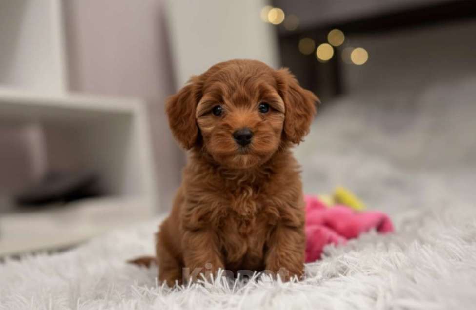 Собаки в Москве: Мальтипу F1 премиум мини Корея Девочка, 80 000 руб. - фото 2