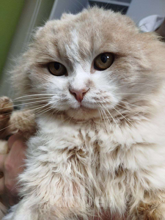 Кошки в Москве: В ожидании новогоднего чуда ласковый мальчишка Барсик Мальчик, Бесплатно - фото 1