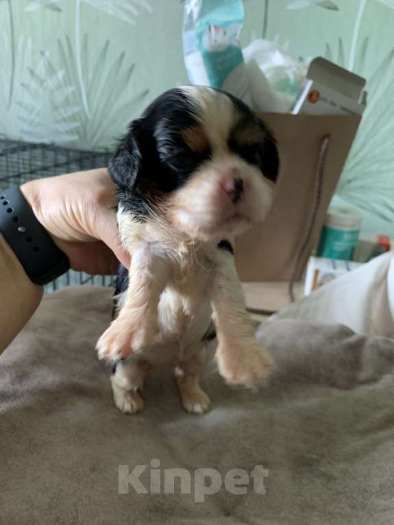 Собаки в Краснодаре: Девочки ККЧС ТРИКОЛОР Девочка, 70 000 руб. - фото 7