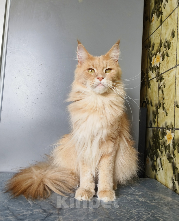 Кошки в Москве: Котёнок Мейн-кун Девочка Девочка, 30 000 руб. - фото 6