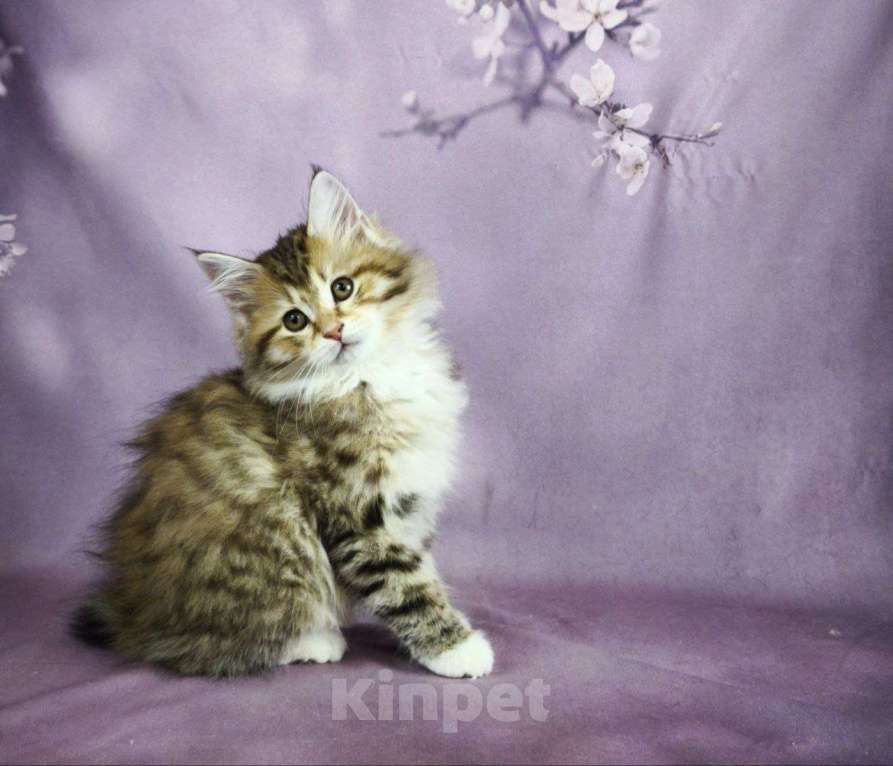 Кошки в Егорьевске: Котята курильского бобтейла Мальчик, Бесплатно - фото 8