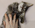 Кошки в Краснодаре:   Отдам котёнка в добрые руки Девочка, Бесплатно - фото 3