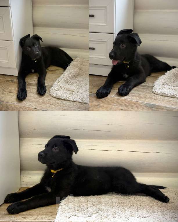 Собаки в Великом Новгороде: щенки немецкой овчарки Девочка, 45 000 руб. - фото 2