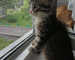 Кошки в Прокопьевске: Отдам котёнка 4-5мес. Кошечка, 1 руб. - фото 1
