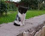Кошки в Москве: Симпатичные котята Девочка, 99 руб. - фото 2