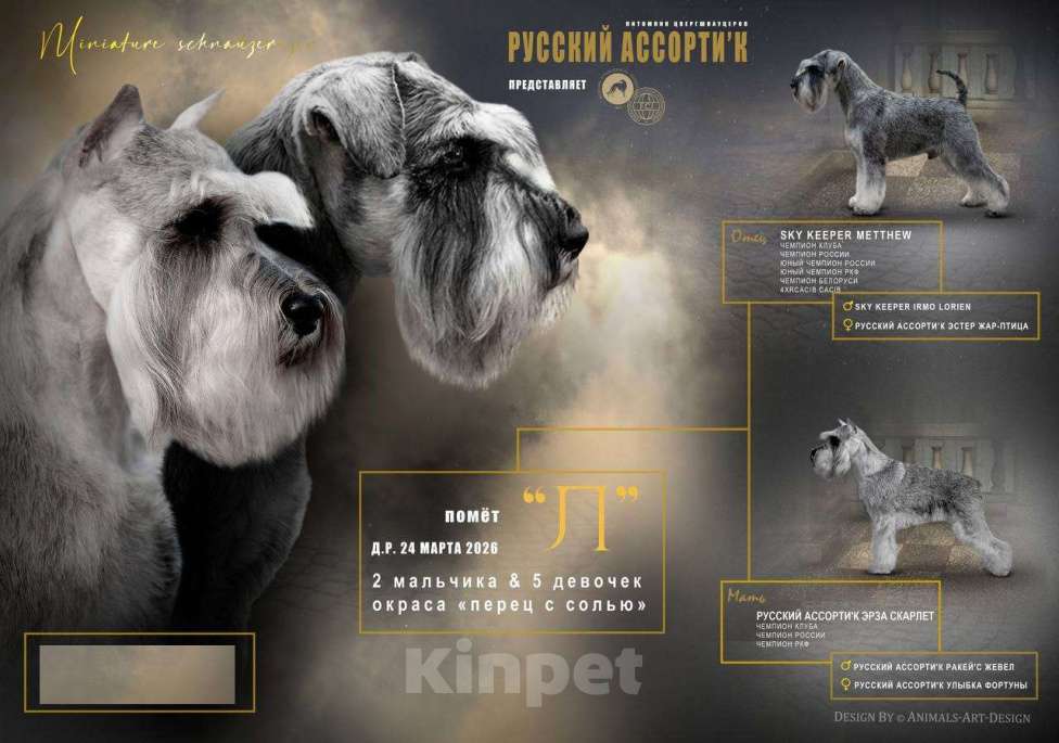 Собаки в Воронеже: Щенки цвергшнауцера перец с солью Разнополые, 70 000 руб. - фото 1