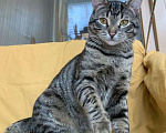 Кошки в Москве: Полосатый котик - юный мачо! Мальчик, Бесплатно - фото 1