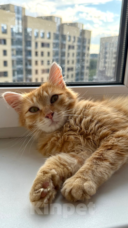 Кошки в Мытищах: Котенок в добрейшие руки Мальчик, Бесплатно - фото 1