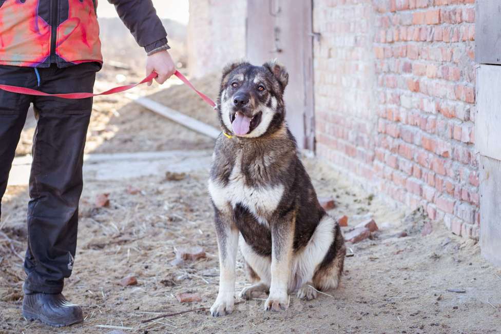 Собаки в Москве: Пёс, избежавший усыпления ищет дом! Мальчик, Бесплатно - фото 6