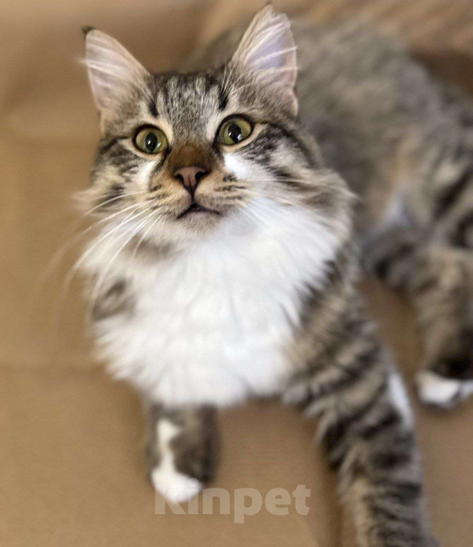 Кошки в Москве: Кемер из курортного Кемера ищет семью Мальчик, Бесплатно - фото 1