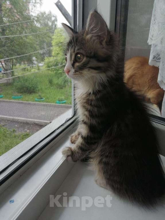 Кошки в Прокопьевске: Отдам котёнка 4-5мес. Кошечка, 1 руб. - фото 1
