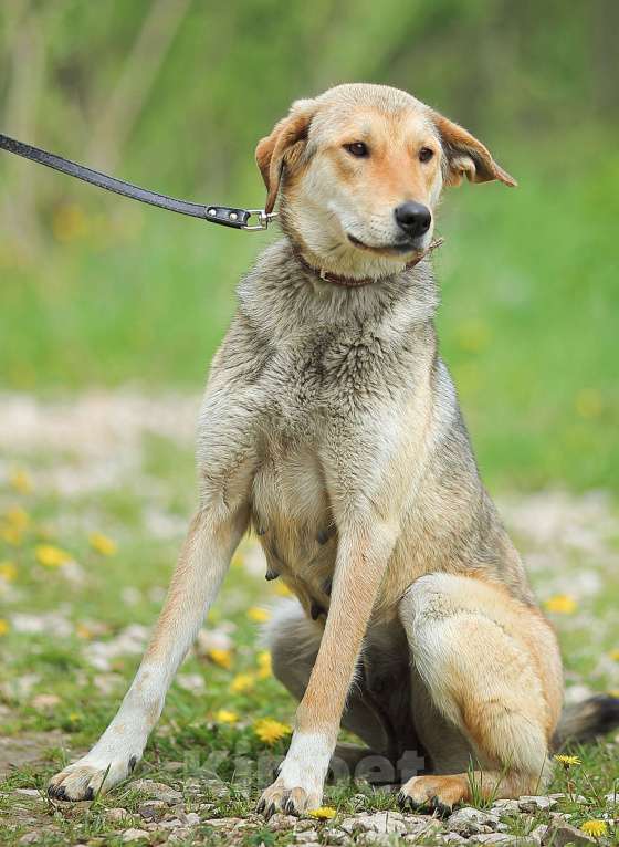 Собаки в Москве: Катрёна, метис гончей в приюте Девочка, Бесплатно - фото 3