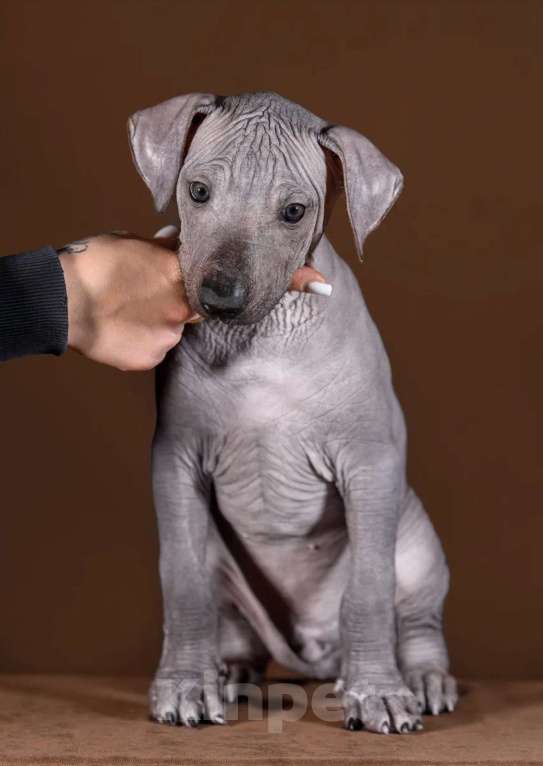 Собаки в Рыбинске: В продаже щенки ксолоитцкуинтли стандартного размера Мальчик, 100 000 руб. - фото 2