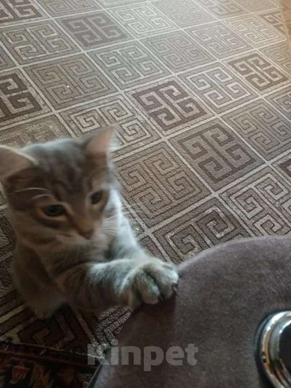 Кошки в Бийске: Максимка Мальчик, 1 000 руб. - фото 2