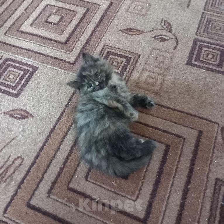 Кошки в Кирове: Отдам котят в хорошие руки Мальчик, Бесплатно - фото 2