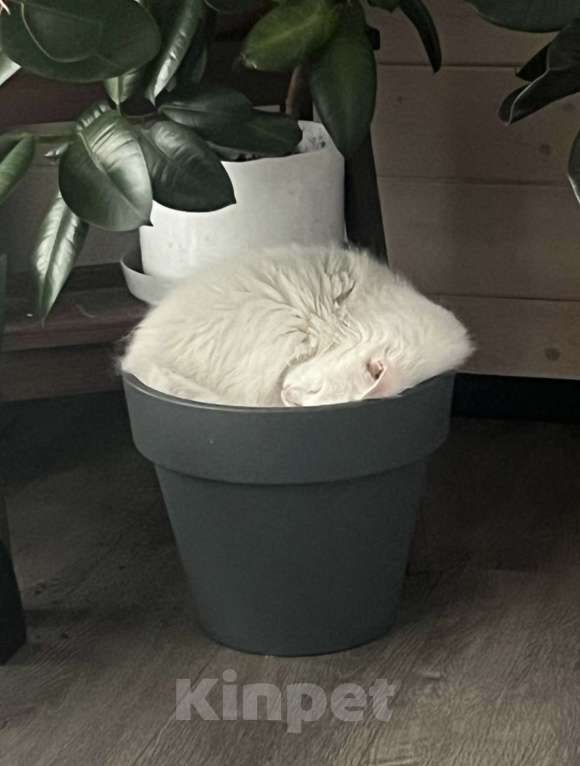 Кошки в других городах Ленинградской области: Ласковый глухой котик Мальчик, Бесплатно - фото 2