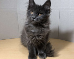 Кошки в Новосибирске: Котята Мейн-кун Девочка, Бесплатно - фото 2