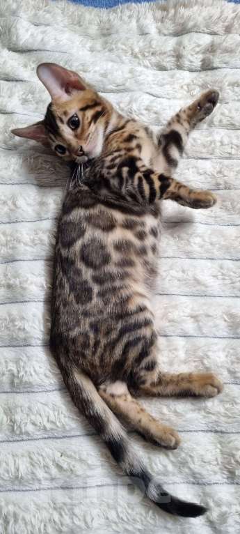 Кошки в Кемерово: Продам Бенгальских котят с документами Мальчик, 50 000 руб. - фото 10