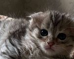 Кошки в Самаре: Вислоухий мальчик Мальчик, 3 000 руб. - фото 3