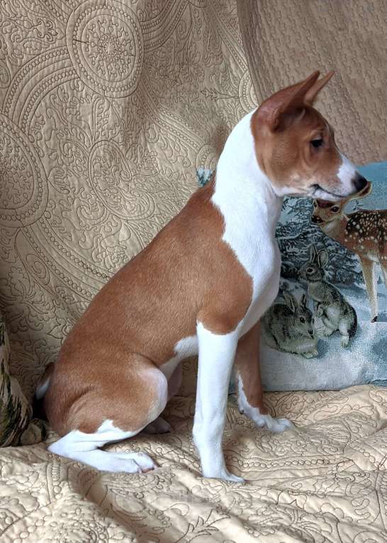 Собаки в Санкт-Петербурге: Щенки басенджи выращенные с любовью Мальчик, 50 000 руб. - фото 5