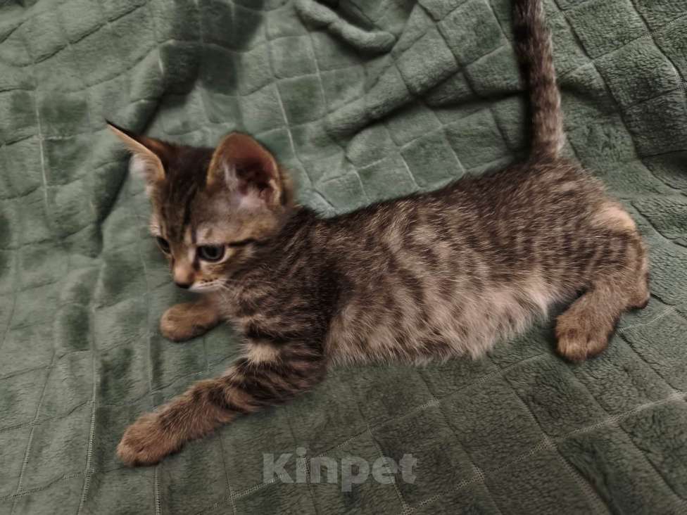 Кошки в Ореховом-Зуево: Котята метисы Бенгал-Ориентал Разнополые, 5 000 руб. - фото 6