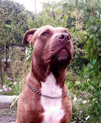 Собаки в Шахте: Питбуль девочки  Девочка, 20 000 руб. - фото 2