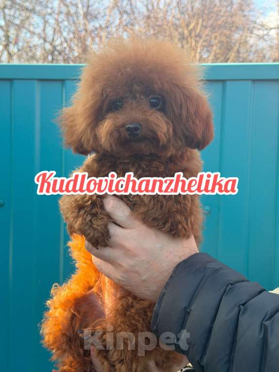 Собаки в Геленджике: Той пудель Девочка, 210 000 руб. - фото 2