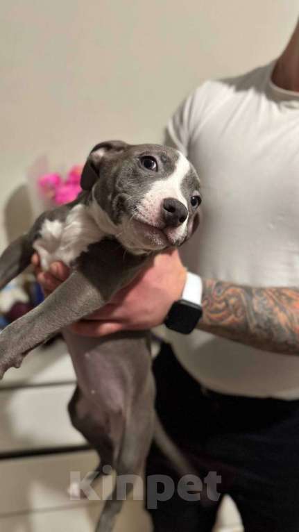 Собаки в Мытищах: Щенки американский булли Разнополые, 50 000 руб. - фото 3