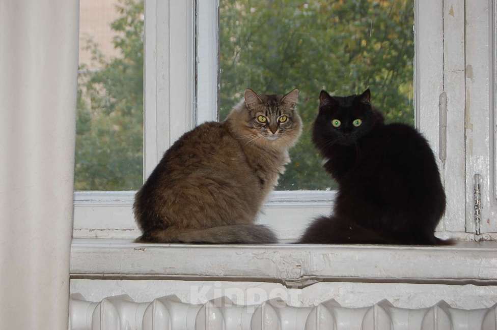 Кошки в Москве: Лея и Леся ищут дом Девочка, Бесплатно - фото 5