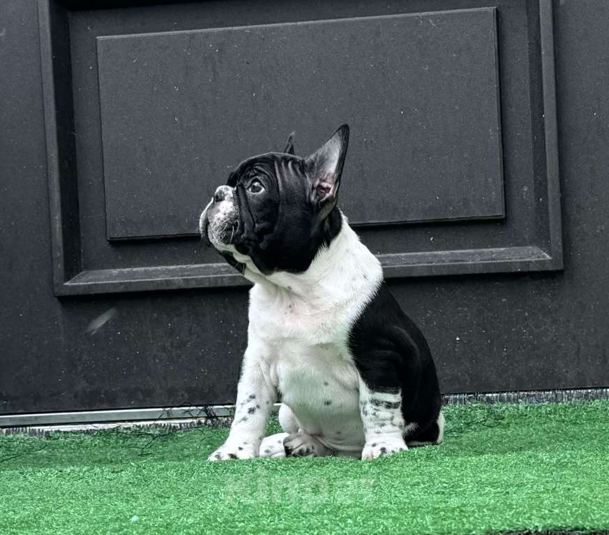 Собаки в Нижнем Новгороде: Очаровательный французский мальчишка  Мальчик, 70 000 руб. - фото 2