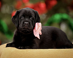 Собаки в Москве: Щенки лабрадора  Мальчик, 60 000 руб. - фото 1
