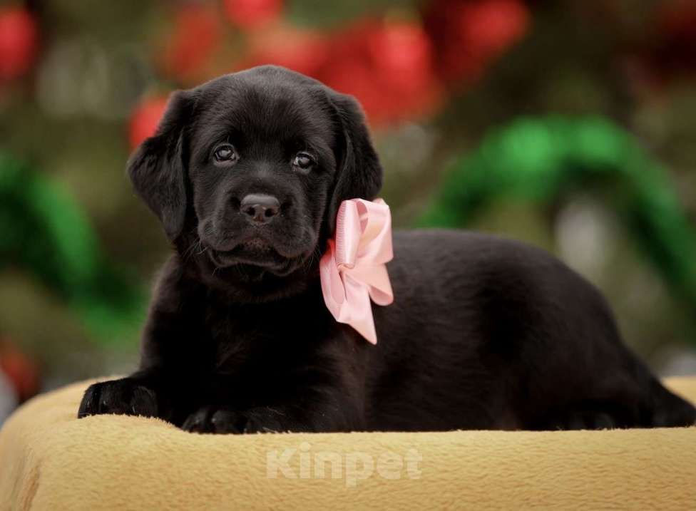 Собаки в Москве: Щенки лабрадора  Мальчик, 60 000 руб. - фото 1