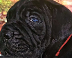 Собаки в других городах Крыма: Щенок Кане Корсо Девочка, 70 000 руб. - фото 1