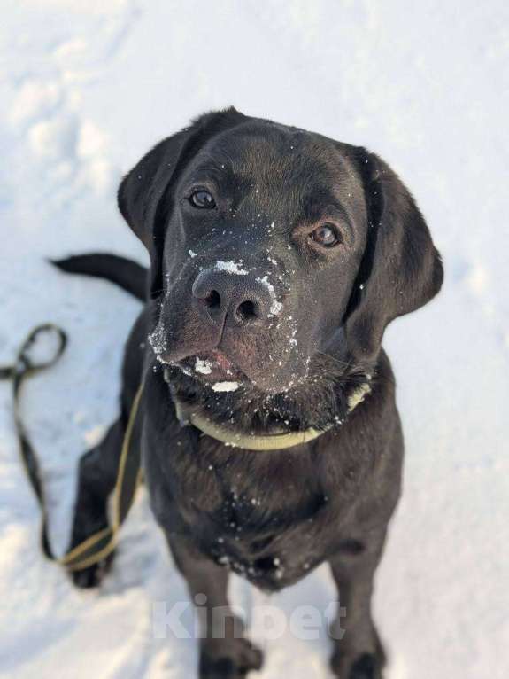 Собаки в Санкт-Петербурге: Лабрадор в добрые руки Мальчик, Бесплатно - фото 4