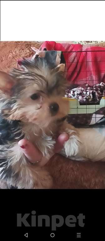 Собаки в Санкт-Петербурге: Щенок Йорк Мальчик, 20 000 руб. - фото 1