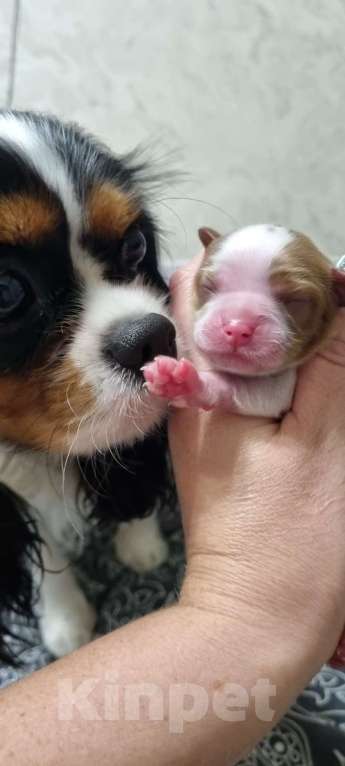 Собаки в Москве: Маленькая Принцесса) Девочка, 150 000 руб. - фото 1